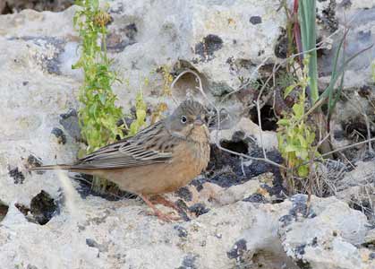 Cretzchmar's Bunting (Emberiza caesia) photo