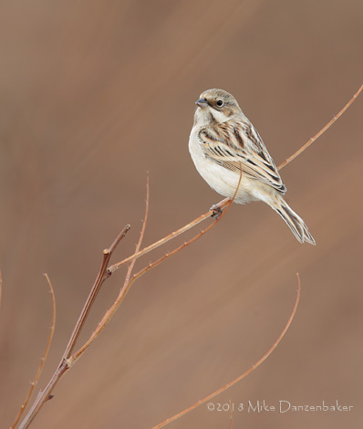 Pallas's Reed Bunting (Emberiza pallasi) photo