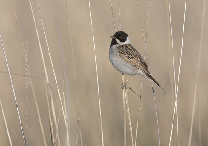 Pallas's Reed Bunting (Emberiza pallasi) photo