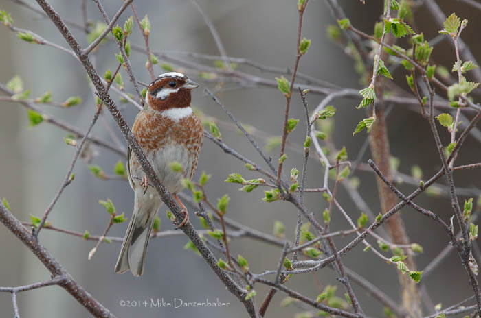 Pine Bunting (Emberiza leucocephalos) photo