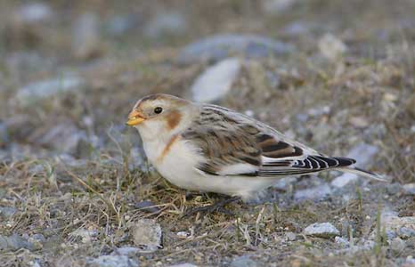 Snow Bunting (Plectrophenax nivalis) photo