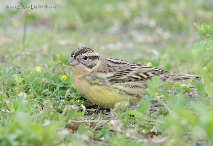 Yellow-breasted Bunting (Emberiza aureola) photo