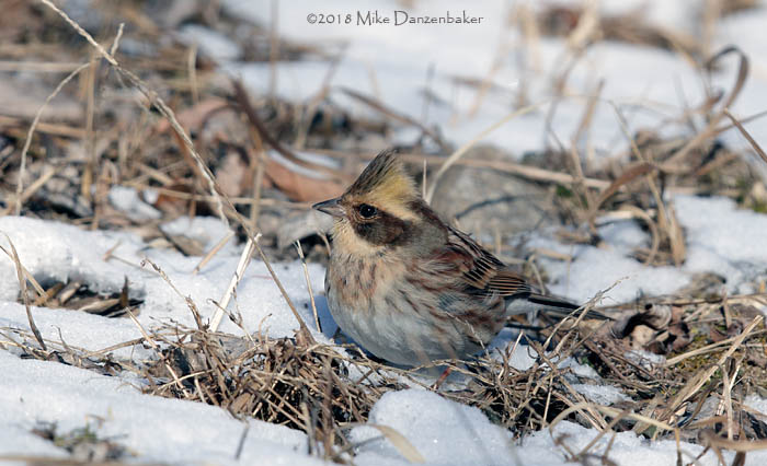 Yellow-throated Bunting (Emberiza elegans) photo