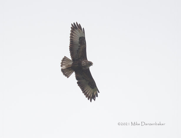 Common Buzzard (Buteo buteo) photo