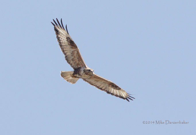 Upland Buzzard (Buteo hemilasius) photo