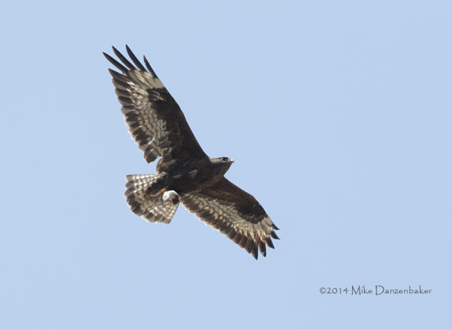 Unidentified Buzzard (Buteo incertus) photo