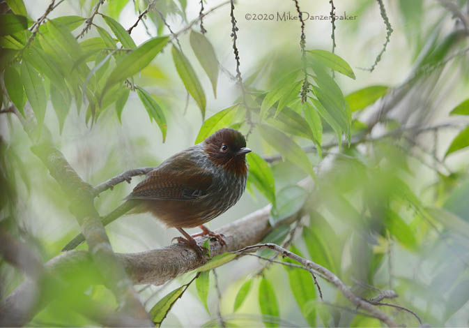 Taiwan Barwing (Actinodura morrisoniana) photo