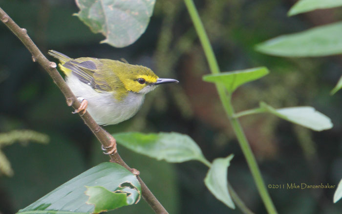 Yellow-browed Camaroptera (Camaroptera superciliaris) photo