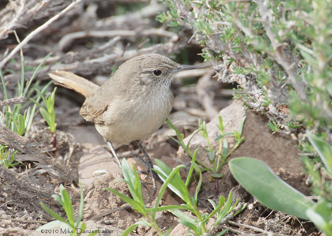 Cordilleran Canastero (Asthenes modesta) photo