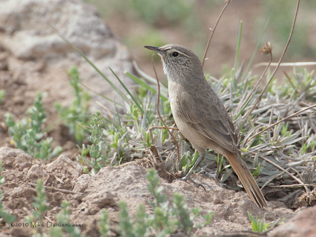 Cordilleran Canastero (Asthenes modesta) photo