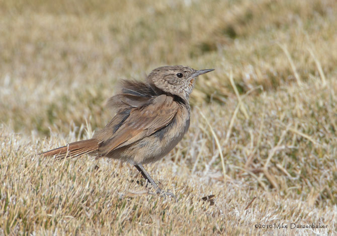 Cordilleran Canastero (Asthenes modesta) photo