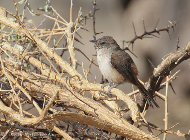 Creamy-breasted Canastero (Asthenes dorbignyi arequipae) photo