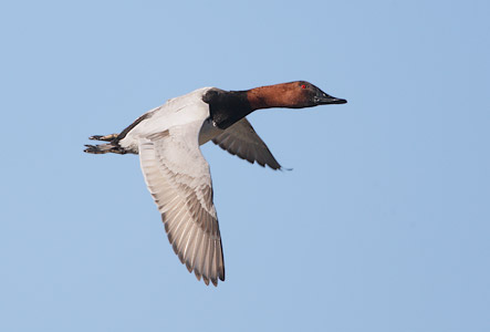 Canvasback (Aythya valisineria) photo