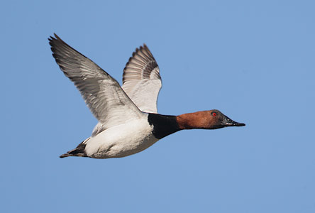 Canvasback (Aythya valisineria) photo