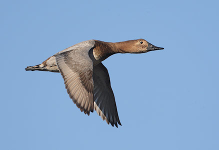 Canvasback (Aythya valisineria) photo
