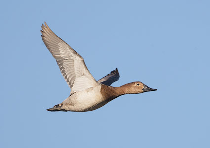 Canvasback (Aythya valisineria) photo