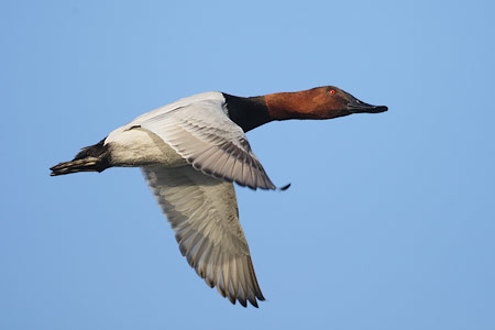 Canvasback (Aythya valisineria) photo