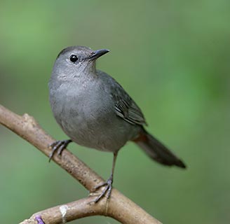 Gray Catbird (Dumetella carolinensis) photo