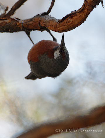 Giant Conebill (Oreomanes fraseri) photo