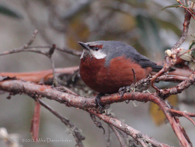 Giant Conebill (Oreomanes fraseri) photo