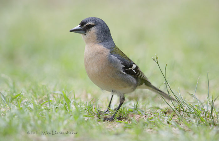 Common Chaffinch (Fringilla coelebs) photo