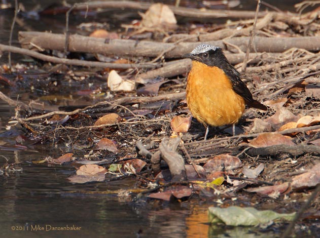 Snowy-crowned Robin-Chat (Cossypha niveicapilla) photo