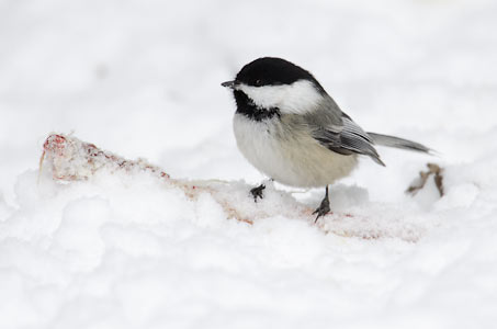 Black-capped Chickadee (Poecile atricapillus) photo