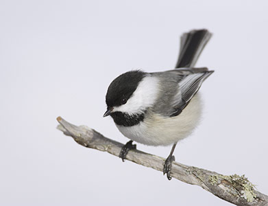 Black-capped Chickadee (Poecile atricapillus) photo