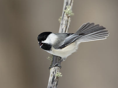 Black-capped Chickadee (Poecile atricapillus) photo