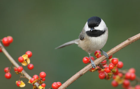 Carolina Chickadee (Poecile carolinensis) photo