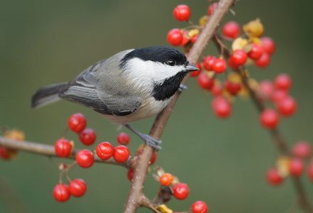 Carolina Chickadee (Poecile carolinensis) photo