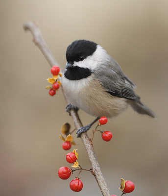 Carolina Chickadee (Poecile carolinensis) photo
