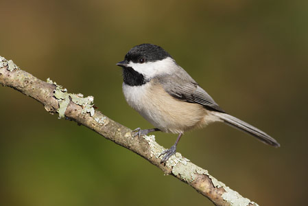 Carolina Chickadee (Poecile carolinensis) photo