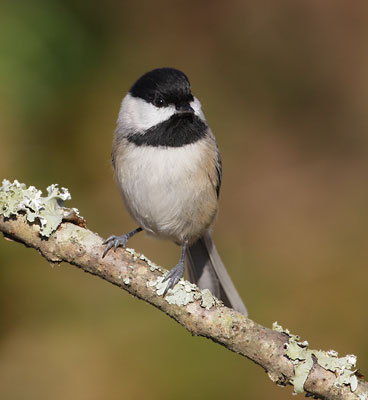 Carolina Chickadee (Poecile carolinensis) photo