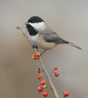 Carolina Chickadee (Poecile carolinensis) photo