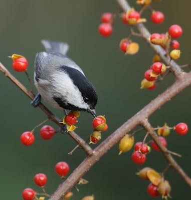 Carolina Chickadee (Poecile carolinensis) photo