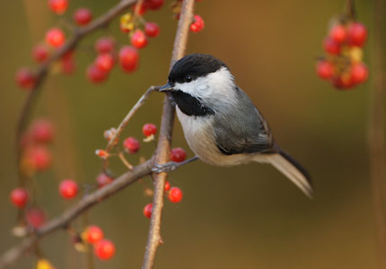 Carolina Chickadee (Poecile carolinensis) photo