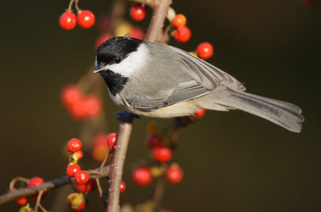 Carolina Chickadee (Poecile carolinensis) photo