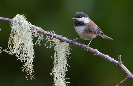 Chestnut-backed Chickadee (Poecile rufescens) photo
