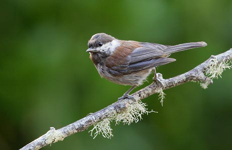 Chestnut-backed Chickadee (Poecile rufescens) photo