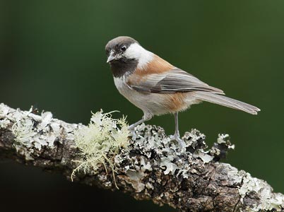 Chestnut-backed Chickadee (Poecile rufescens) photo