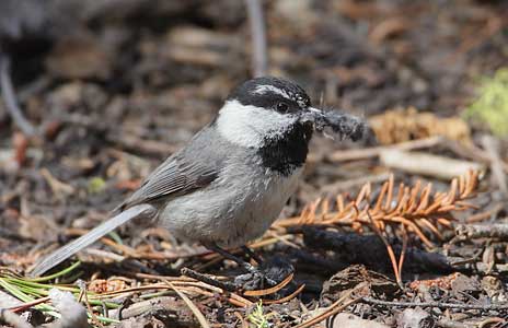 Mountain Chickadee (Poecile gambeli) photo