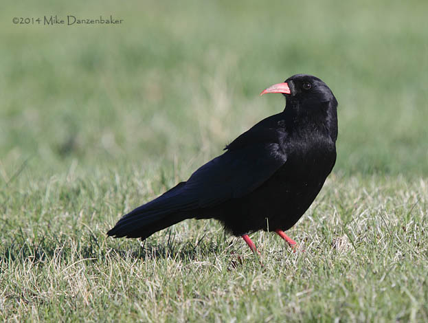 Red-billed Chough (Pyrrhocorax pyrrhocorax) photo