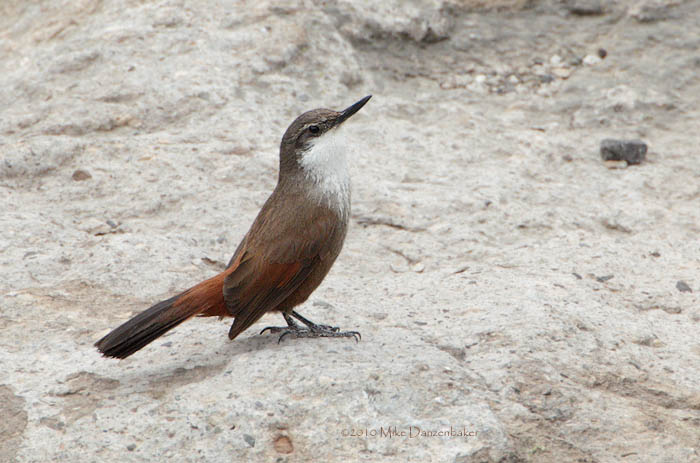 Crag Chilia (Ochetorhynchus melanurus) photo