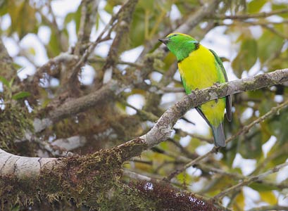 Golden-browed Chlorophonia (Chlorophonia callophrys) photo