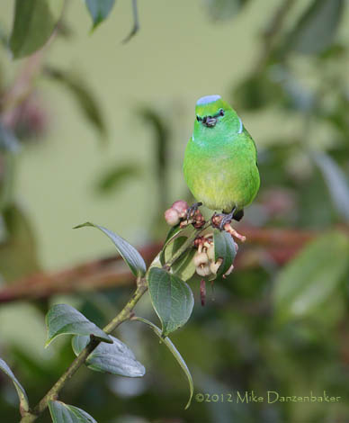 Golden-browed Chlorophonia (Chlorophonia callophrys) photo
