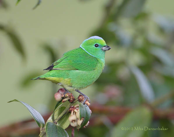 Golden-browed Chlorophonia (Chlorophonia callophrys) photo