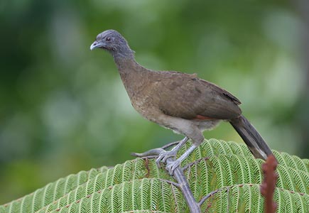 Gray-headed Chachalaca (Ortalis cinereiceps) photo