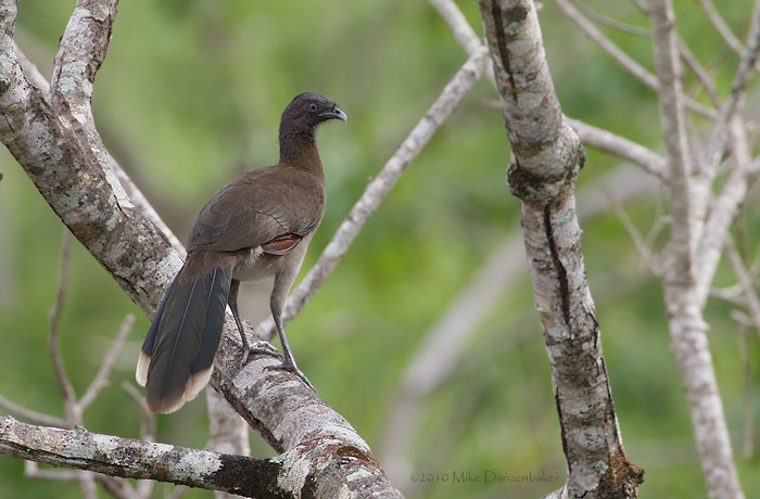Gray-headed Chachalaca (Ortalis cinereiceps) photo