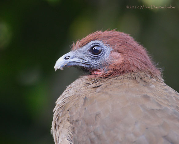 Rufous-headed Chachalaca (Ortalis erythroptera) photo